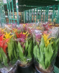 제일농원 관엽식물 아나나스 체리 3대종합 7치 상품 사진