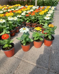 백일홍 샘플사진