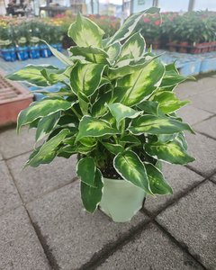제일농원 관엽식물 디펜바키아 쿨뷰티 15cm 상품 사진