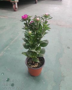 과꽃 샘플사진