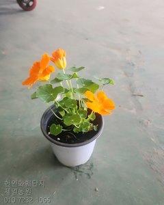한련화 샘플사진