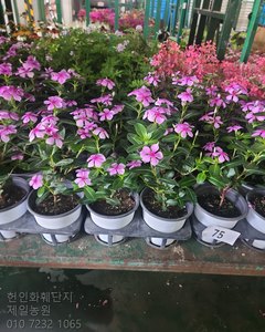 일일초 샘플사진