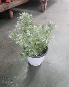 은쑥 샘플사진