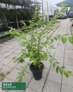제일농원 관엽식물 좀작살나무 18cm 상품 사진