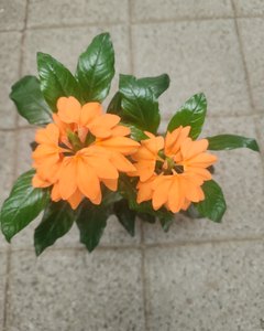 크로산데라 샘플사진