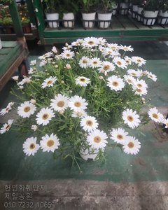 마가렛트 샘플사진