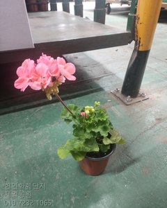 페라고늄 샘플사진