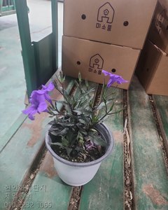 루엘리아 샘플사진
