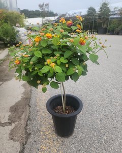 란타나 샘플사진
