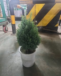 실버스타 샘플사진