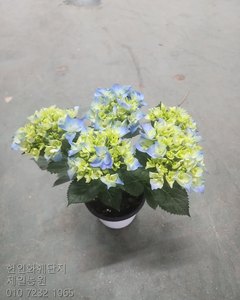 수국 샘플사진