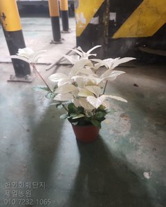 산호수 샘플사진