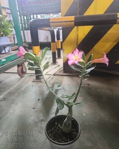 제일농원 관엽식물 석화 석화 꽃 15cm 상품 사진