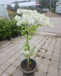 설화초 샘플사진