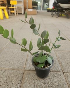 제일농원 관엽식물 선인장(다육) 녹태고 10cm 상품 사진