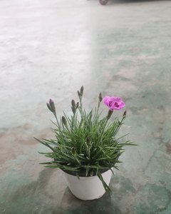 석죽 샘플사진