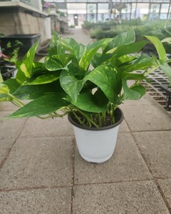 제일농원 관엽식물 스킨답서스 스킨 15cm 상품 사진