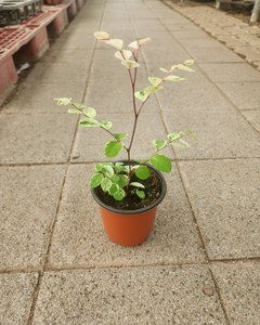 제일농원 관엽식물 소코라코 10cm 상품 사진