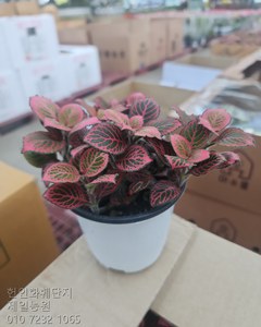 블랙레드