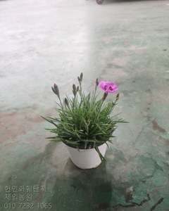 석죽
